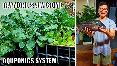 Raymond's Aquaponics System With Murray Cod & Aussie Bass