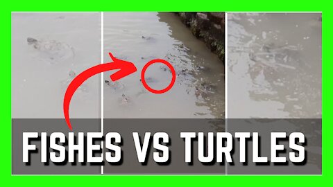 Poor Turtles Being Robbed Of Their Food | Funny Animals