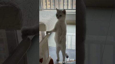 Funniest and Cuest Tiktok Cats 2022 #cute #tiktok #funnyanimals #funnyvideos #viral #cat