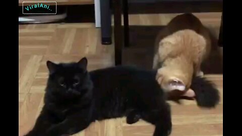 Cats what it does😂😂funny video