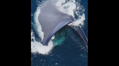 The largest chomp tin the world