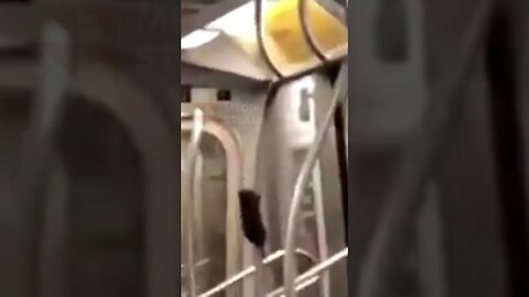 Huge 'Pole Dancing' Rat Performs on New York Subway