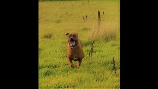 Mister Brown The Rhodesian Ridgeback; "You Do Love Me!". Me, "You Do Love Me!"