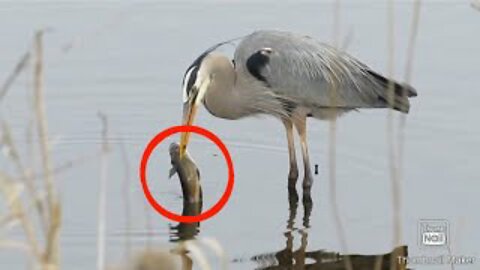 Heron feeding Asian catfish 🐟