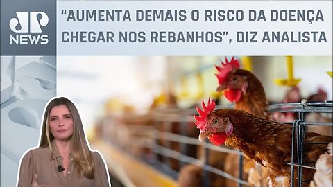 Primeiros casos de gripe aviária no Brasil colocam agro em alerta? Kellen Severo explica