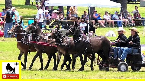 Four-Up Mule Wagon Races - What About Bob Chuckwagon Races 2022 | Saturday