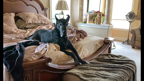 Great Dane Watches Funny Cat Chase & Play With Sassy Puppy