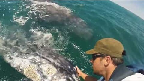 Gray whale loves to be petted