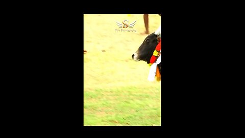 jallikattu #manjuvirattu #official #rekalarace #tamil #tamilnadu #sevalsandai #kaalai