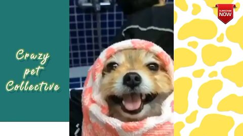 Angry - Funny Dogs and cats Of Tiktok - Angry Pet Videos -Pet Collective @2