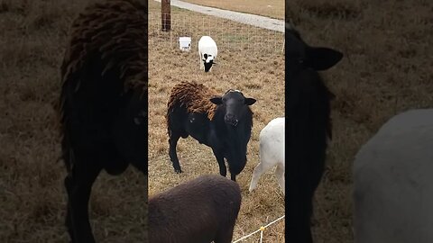 Ram on Duty #homesteading #farm #animals #chickens #music