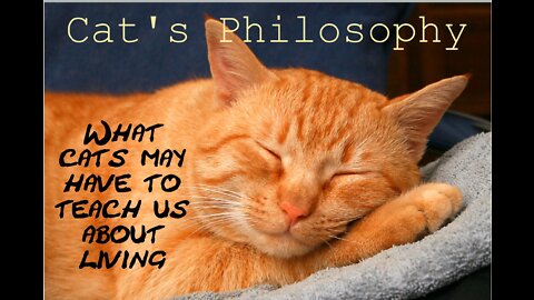 Cat's Philosophy. What cats may have to teach us about living