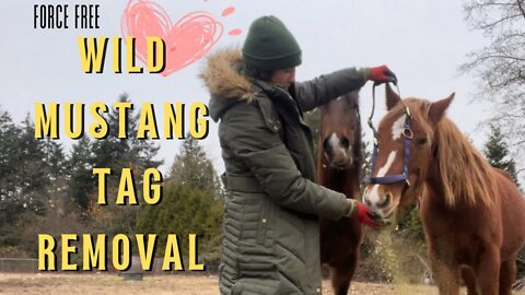 Gentling Wild Mustangs Force-Free: Teaching Self Haltering & Removing Tags