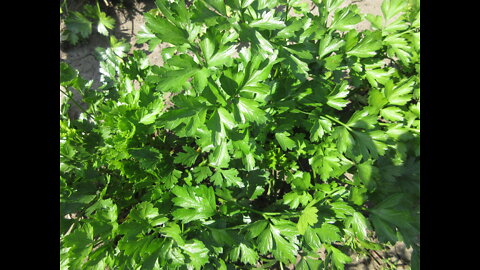 Robust And Fresh Flat Parsley September 2021