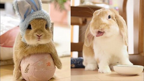 Holland Lop Baby Bunnies Playing | Holland Lop Baby Bunnies