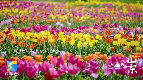 The sea of tulips at the foot of Mount Taishan Mountain is full of spring