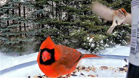 Tiny bird makes crazy sounds to scare big birds at feeder