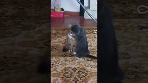 #shorts Смешные Коты Из Тик Тока 82 Funny Cats From Tiktok