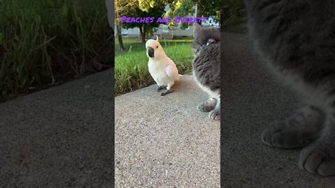 Peaches and Everett #cutepets #parrot #cockatoo #shorts #cat