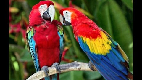 A parrot sings for his love