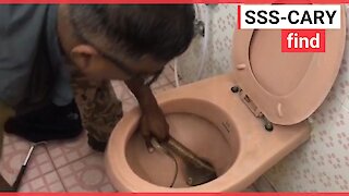 Man finds 5ft poisonous cobra hidden in his toilet