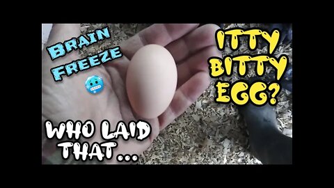 Who Laid That Itty Bitty Egg? | Brain Freeze - Ann's Tiny Life