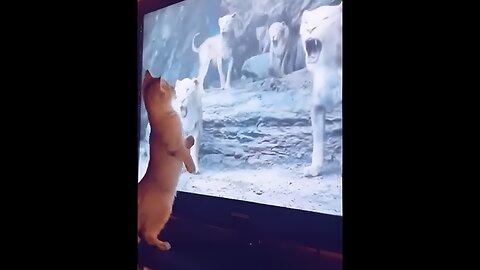 funny video cat