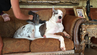 Deaf Great Dane Loves Being Massaged By Dyson Vacuum