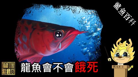 【龍爵士】龍魚百科-龍魚會不會餓死