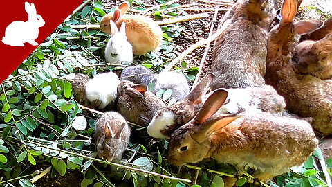 One Hour with the Rabbits