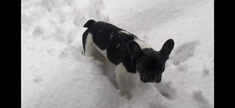 French bulldog first time in snow