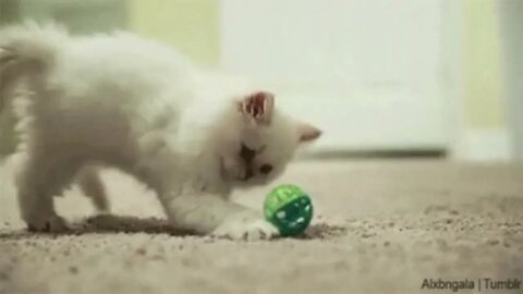 Cat playing smartly with ball, Funny cute pets lovers, #catplaying #catplayingball