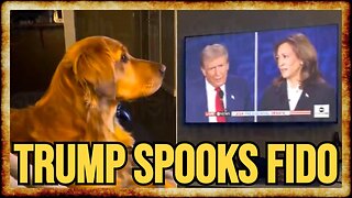 Dog Reacts HILARIOUSLY To Trump's VIRAL Springfield, OH Claim