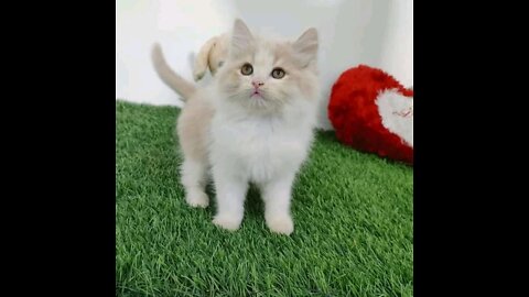 cute and adorable kittens_heart_eyes_cat_ - funny- cat