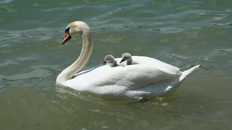 🔥 Swan Videos