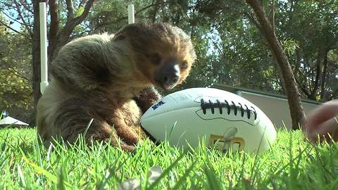 First ever 'Sloth Bowl' held at Six Flags Discovery Kingdom