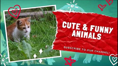 Funny animals from tik tok