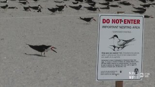 Volunteers want people to give Black Skimmers space to nest