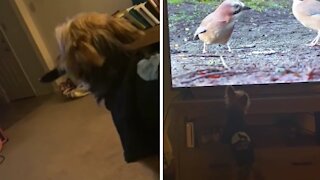 Dog Snatches TV Remote, Asks Owner to Put on Bird Channel