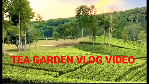 Tea Garden Vlog Video | Car Driving | vlog video | চা বাগান ভিডিও