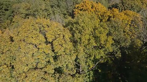 Vuelo sobre Bosque 2 - Úsalo Gratis