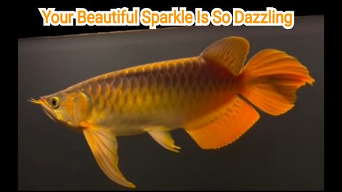 THE SUPER RED AROWANA ORNAMENTAL FISH IS CHARMING