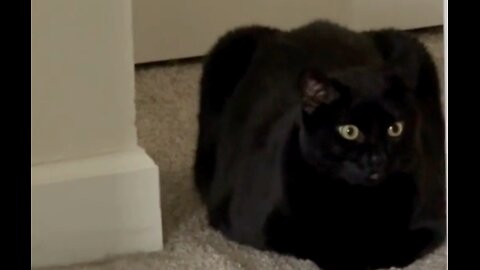 Cute Precious Piper is Watching from the Hall - Adopting a Cat from a Shelter Vlog #shorts