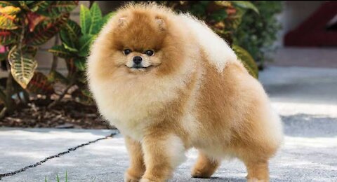 This puppy came across a mirror and saw himself for the first time. He was utterly dazzled by how