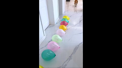 Dog 🐕 popping balloons 🎈 #asmr #trending #shorts