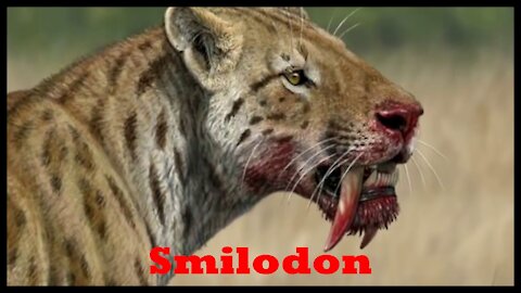 Smilodon Dente-de-Sabre