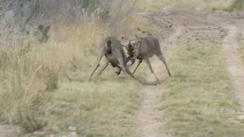 The Stag's Fight for His Power