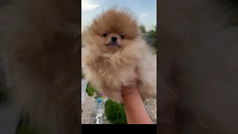 cute 😍 puppy #shorts #shortvideo #youtubeshorts