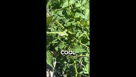 Parasitoid wasp larvae on a hornworm in the garden #gardeningwithbarchuckin #shorts