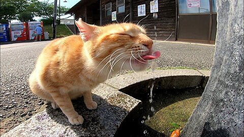 [Stray cat] Ah, put out just the right water, Nyan [Regional cat]